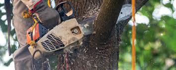 Best Tree Risk Assessment  in Coatesville, PA