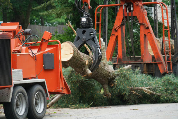 Best Firewood Processing and Delivery  in Coatesville, PA