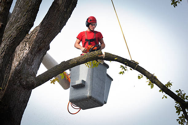 Best Emergency Tree Removal  in Coatesville, PA