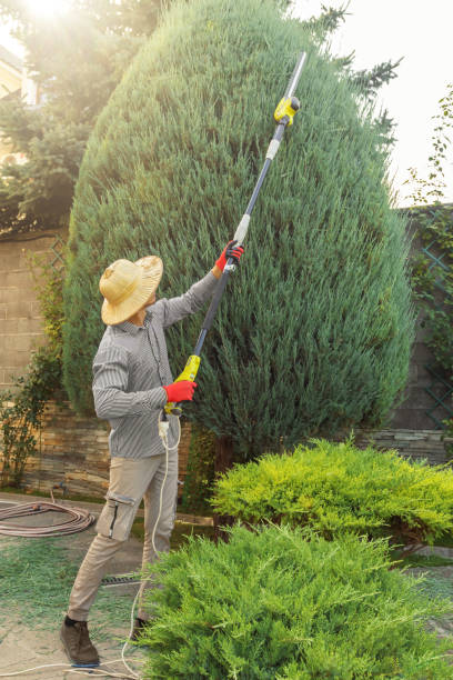 Best Tree Maintenance Programs  in Coatesville, PA