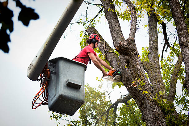 Why Choose Our Tree Removal Services in Coatesville, PA?