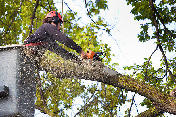 Best Tree Mulching Services  in Coatesville, PA